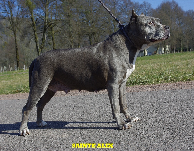 Les American Staffordshire Terrier de l'affixe Sainte Alix