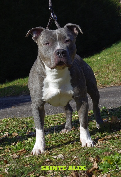 Abu blue (Sans Affixe)