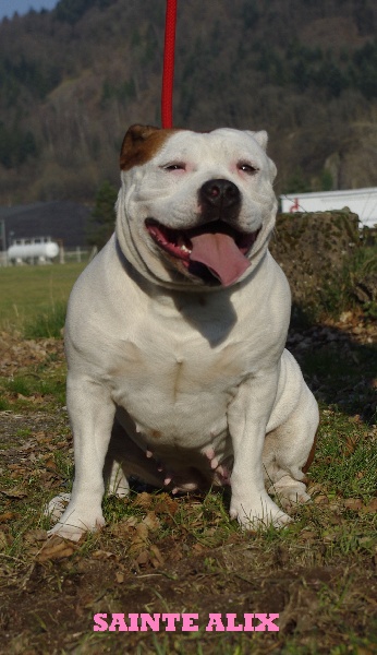 rican dog's H'prada