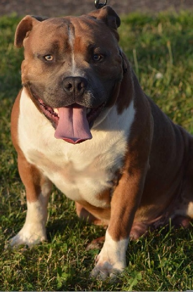 rican dog's H'the punicher